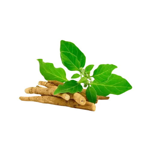 Ashwaganda
