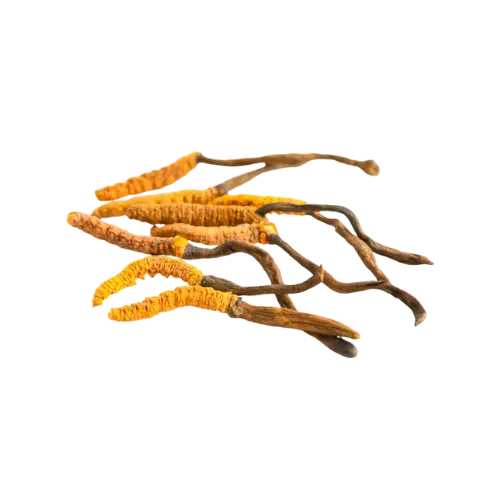 Cordyceps