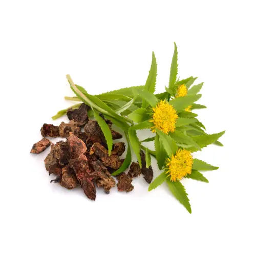 Rhodiola