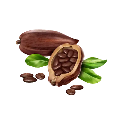 cacao